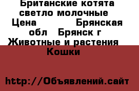 Британские котята светло-молочные › Цена ­ 2 000 - Брянская обл., Брянск г. Животные и растения » Кошки   